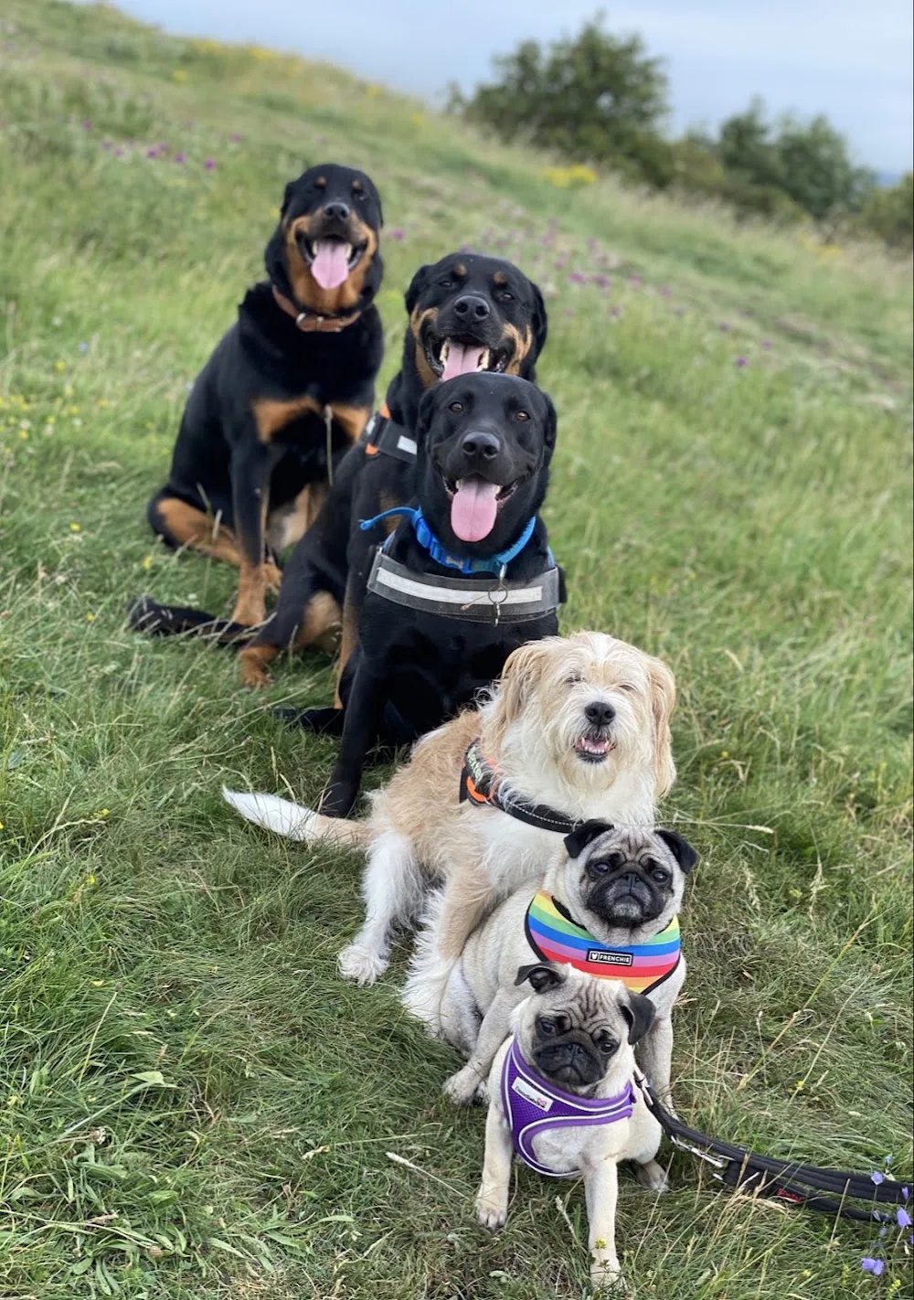 Alpha Omega Pet Services - Dog Care Services Sunderland - Sunderland pet otel