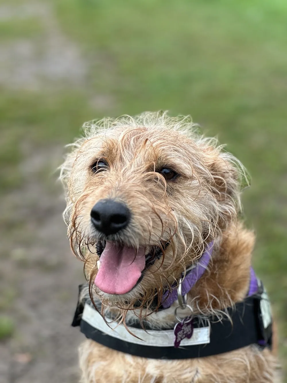Alpha Omega Pet Services - Dog Care Services Sunderland - Sunderland pet otel görseli 3