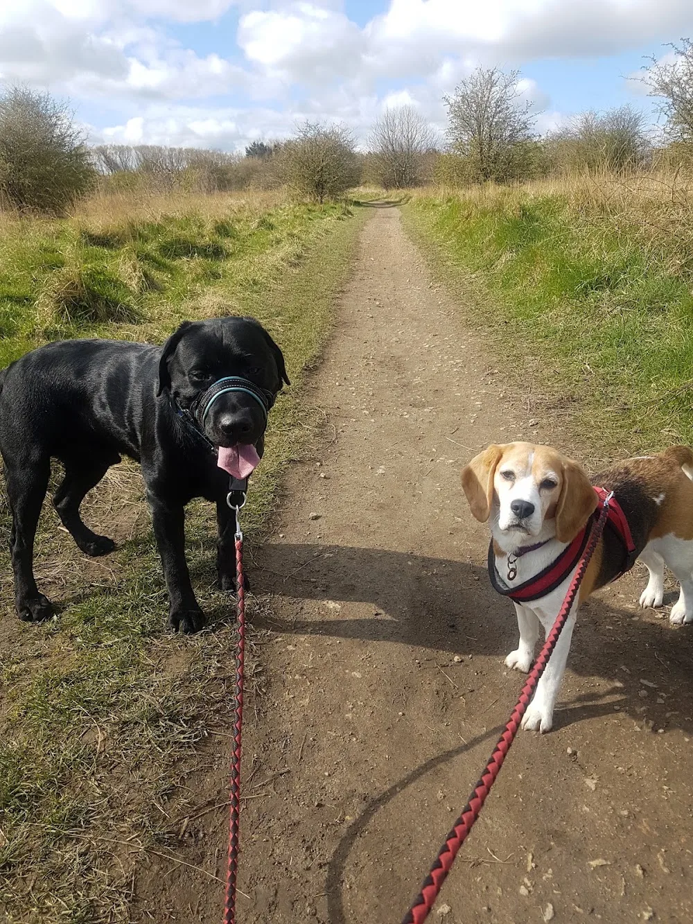 By The Lead - Sunderland pet otel görseli 3