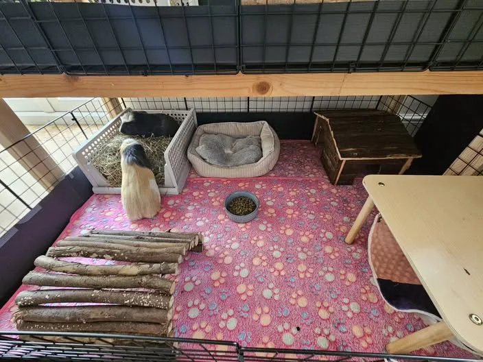 Coleman's Cavy Retreat - Sunderland pet otel