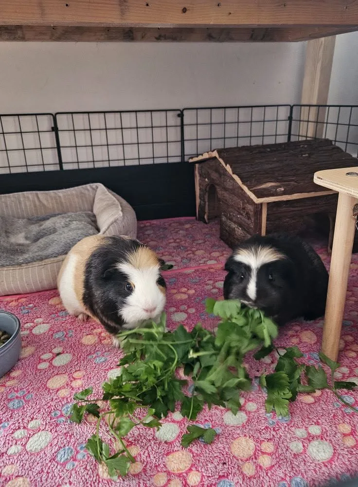 Coleman's Cavy Retreat - Sunderland pet otel görseli 3