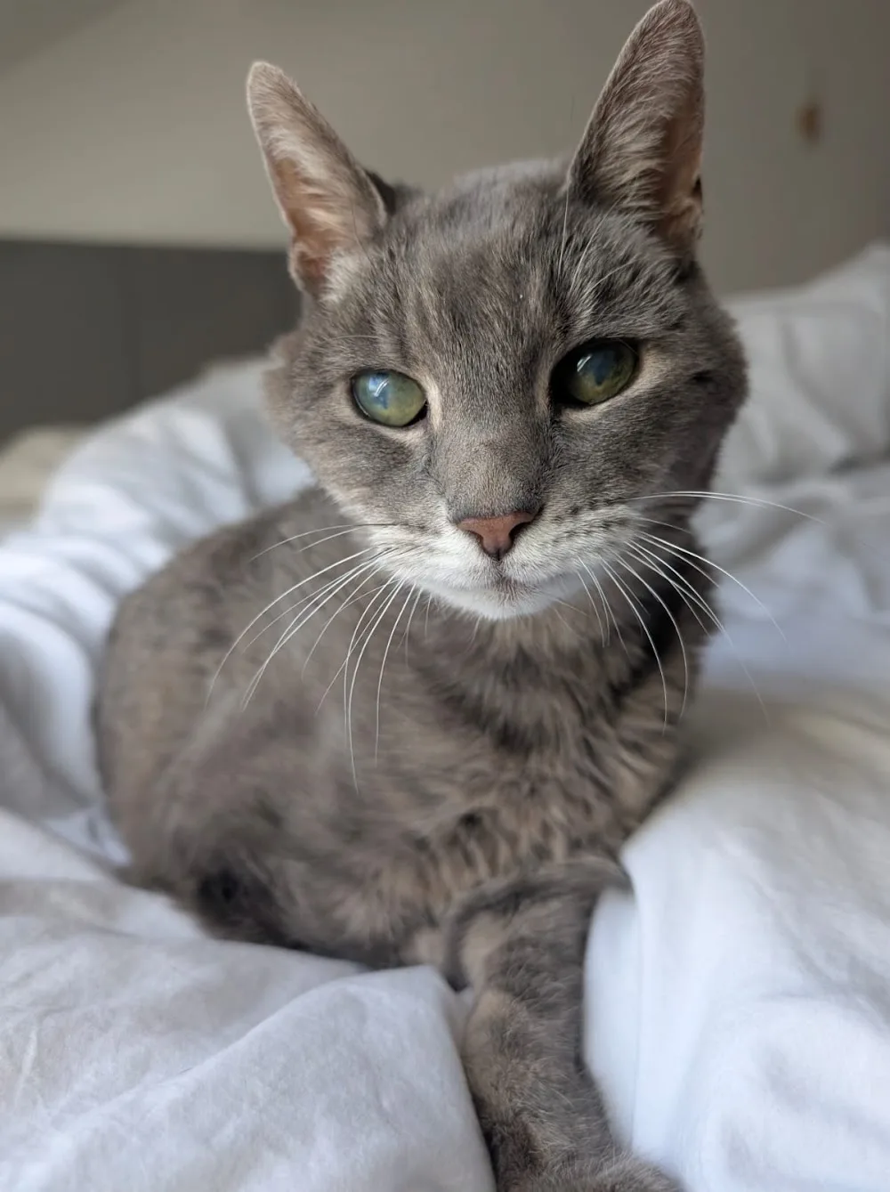 Cosy Chameleon Pet Sitting and Boarding - Sunderland pet otel görseli 3