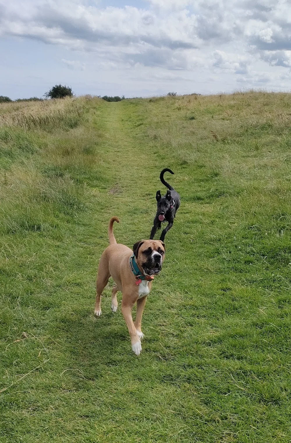 Drivers Dogs - Sunderland pet otel