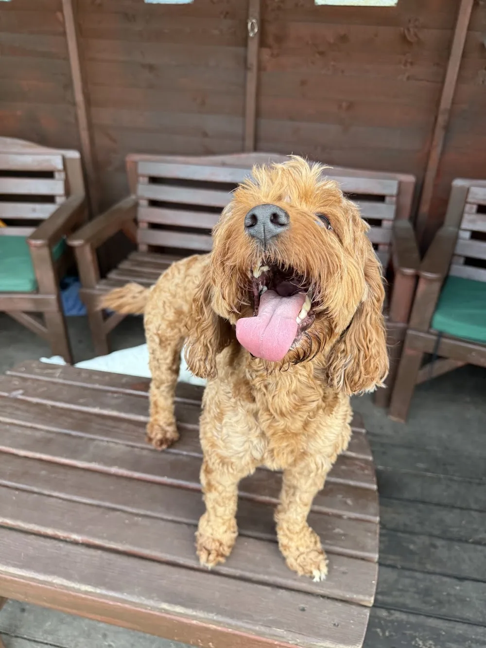 The puppy dog palace - Sunderland pet otel