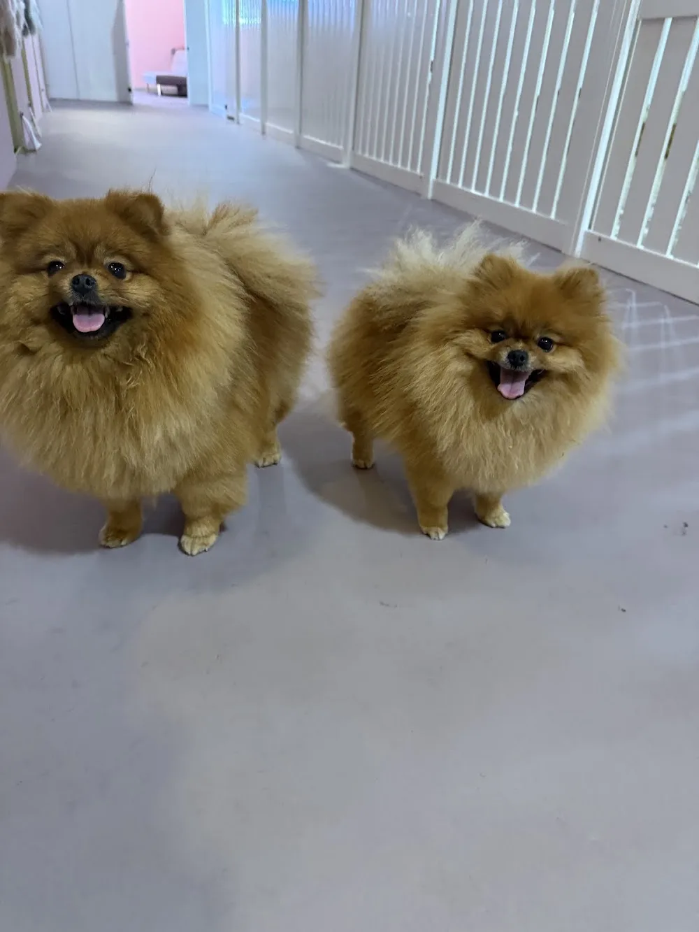 The puppy dog palace - Sunderland pet otel görseli 3