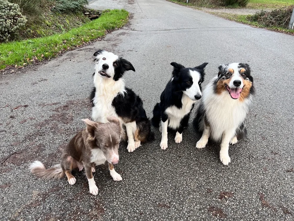Compagnons Canins - Surzur pet otel