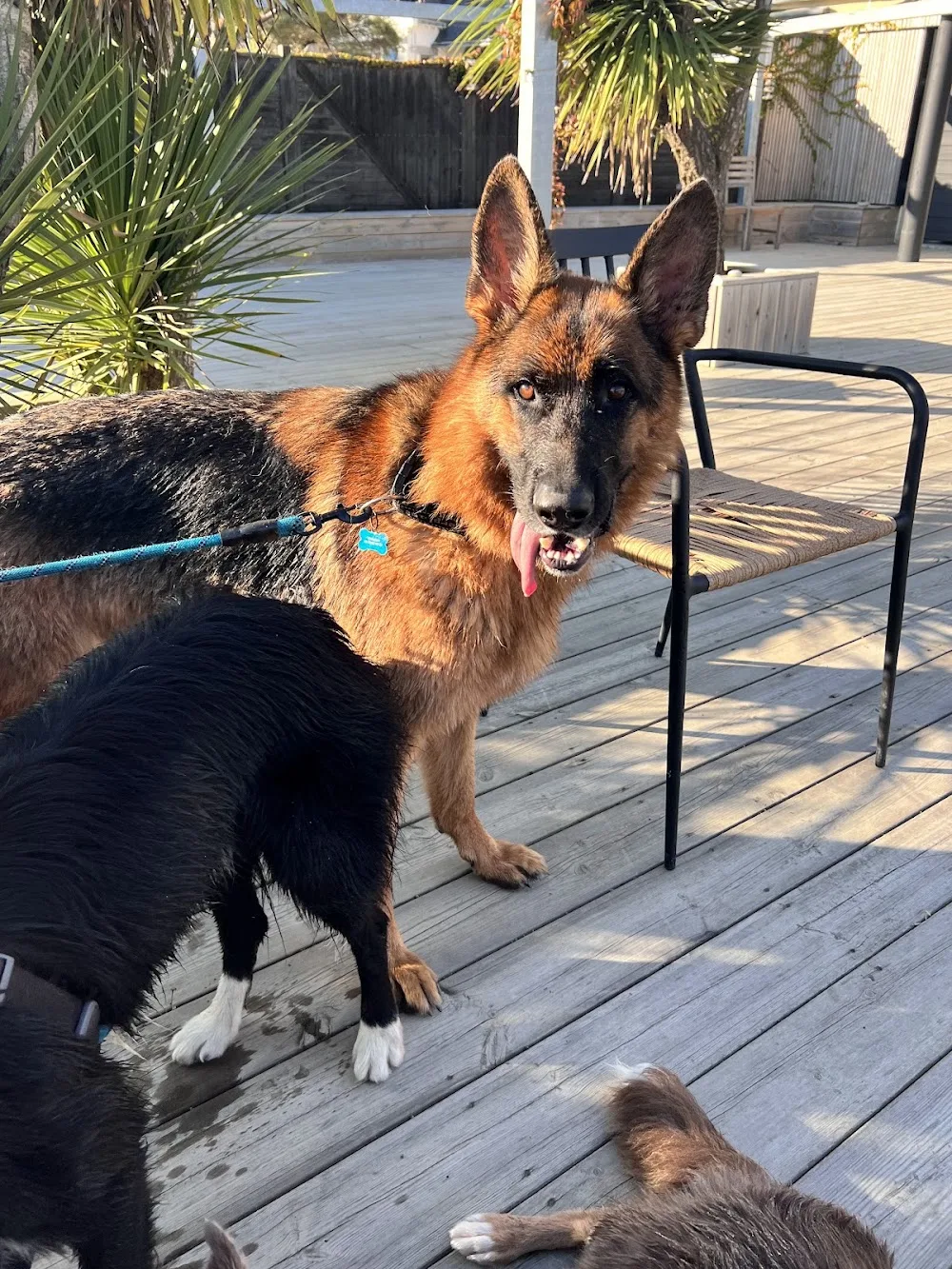 Compagnons Canins - Surzur pet otel görseli 3