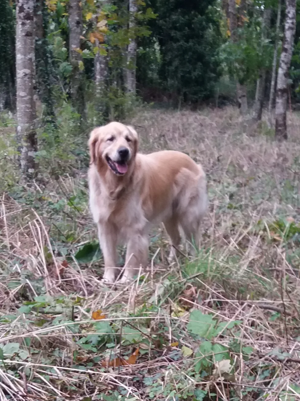 Delph' Services Animaliers - Surzur pet otel görseli 3