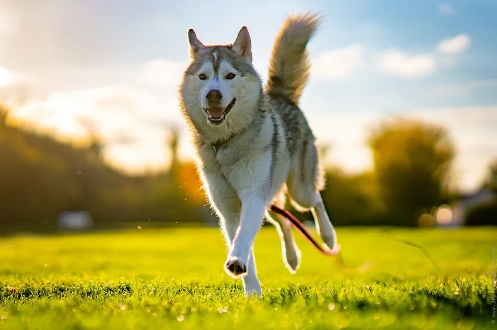 LE COTTAGE CANIN - Surzur pet otel