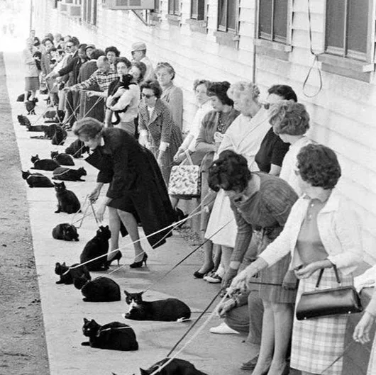 LE COTTAGE CANIN - Surzur pet otel görseli 3