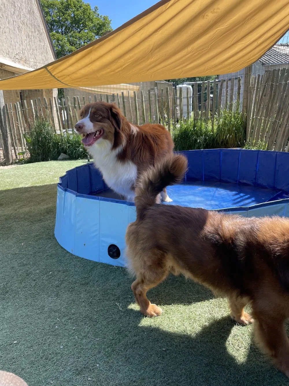 Le Pôle Canin de Laurie - Surzur pet otel