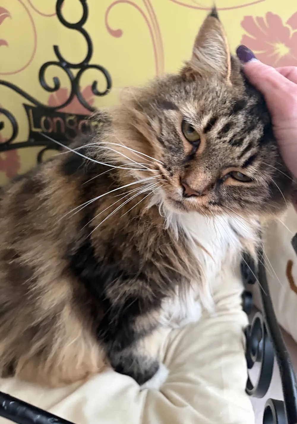Longcroft Luxury Cat Hotel Brooklands / Surrey - Sutton pet otel