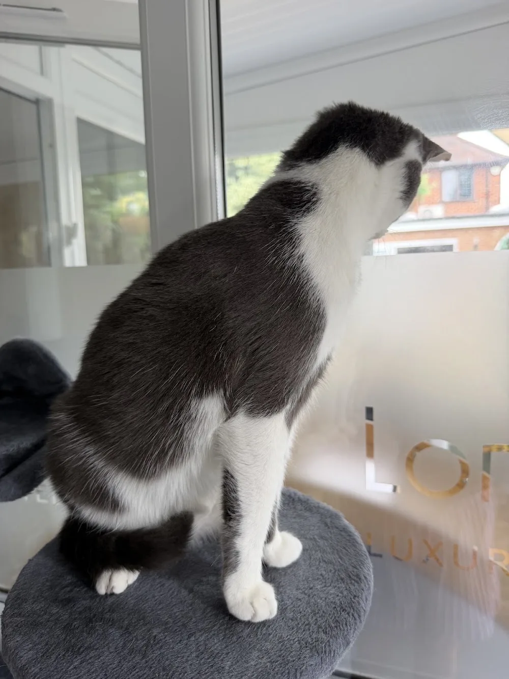 Longcroft Luxury Cat Hotel Brooklands / Surrey - Sutton pet otel görseli 3