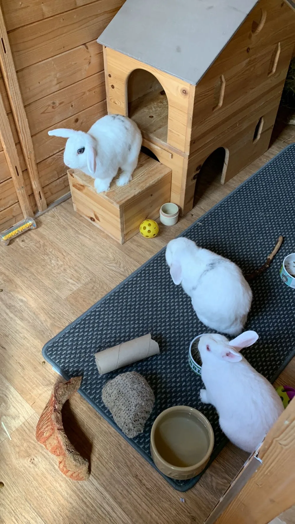 Nork Guinea Pig Hotel - Sutton pet otel