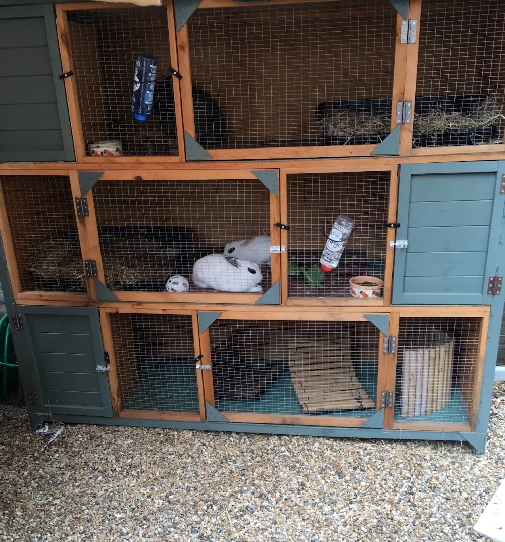 Nork Guinea Pig Hotel - Sutton pet otel görseli 3