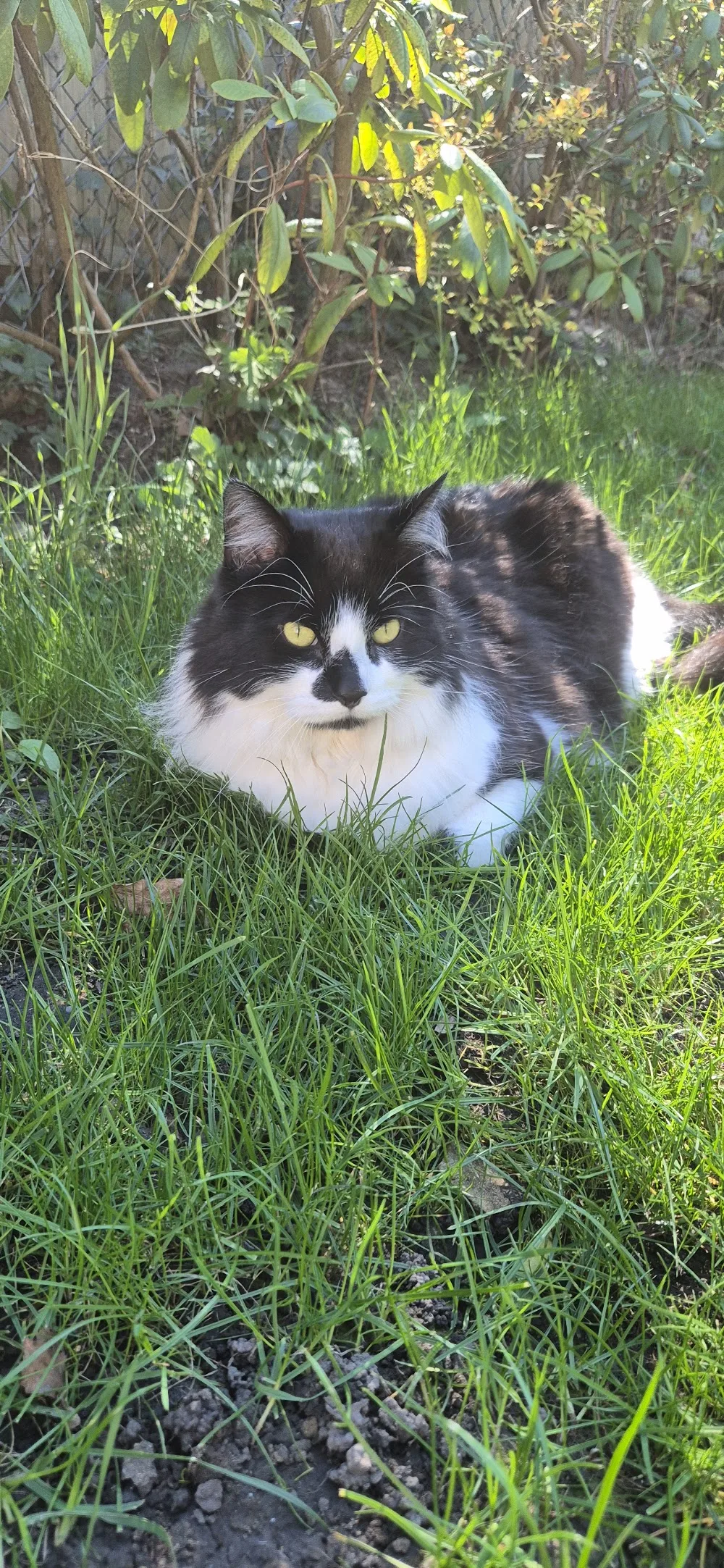 Nutwood Cattery - Sutton pet otel