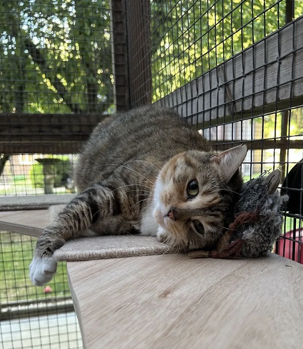 Nutwood Cattery - Sutton pet otel görseli 3