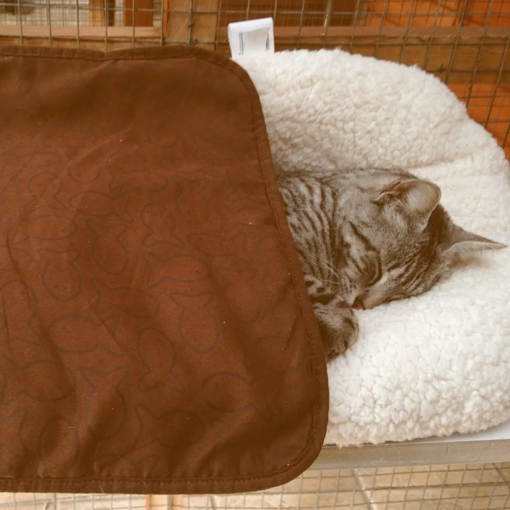 Pinewood Cattery - Sutton pet otel görseli 3