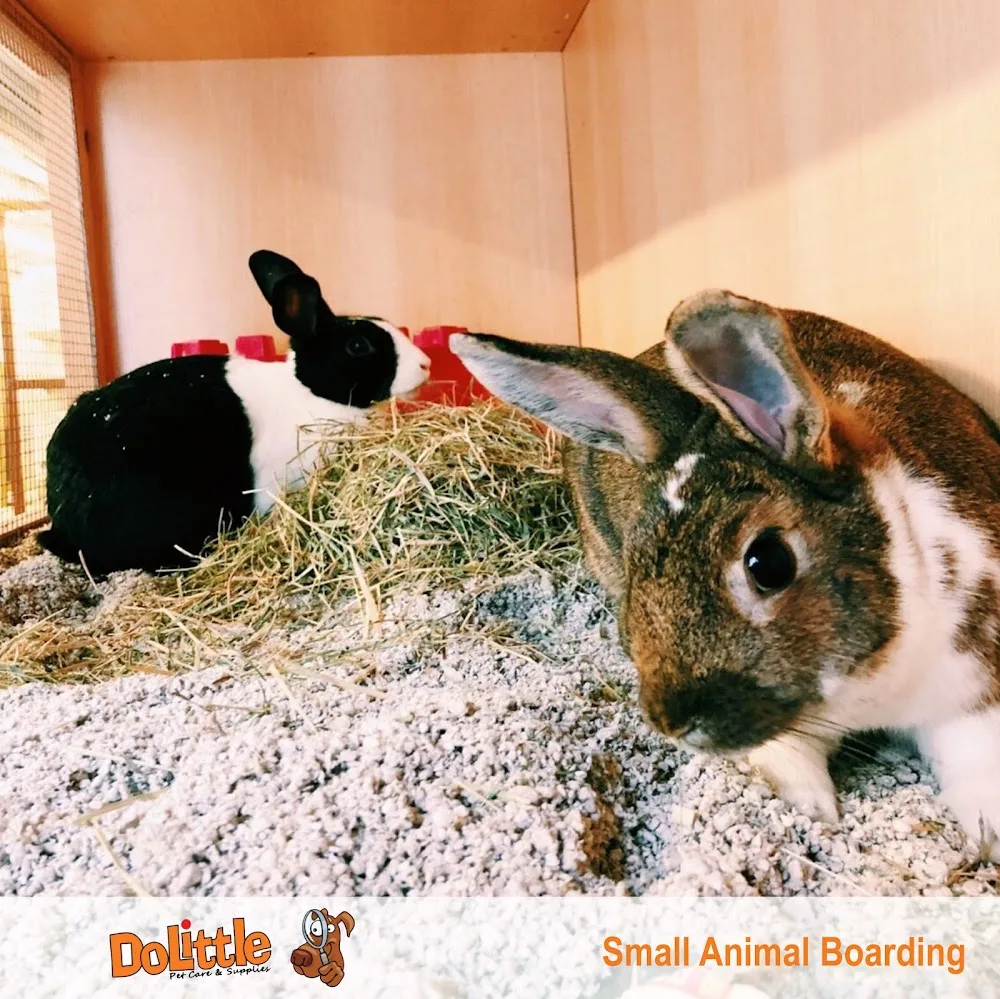 Small Animal Boarding Surrey - Sutton pet otel görseli 3