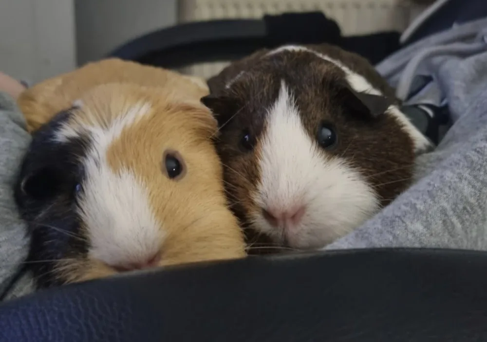 The Piggy Retreat - Sutton pet otel