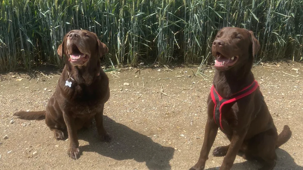 Under One Woof Epsom - Sutton pet otel