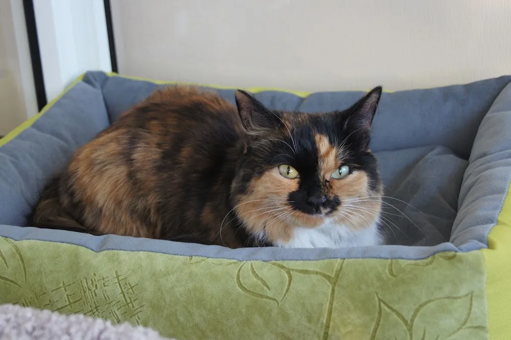 Catshotel - Sverdlovsk pet otel
