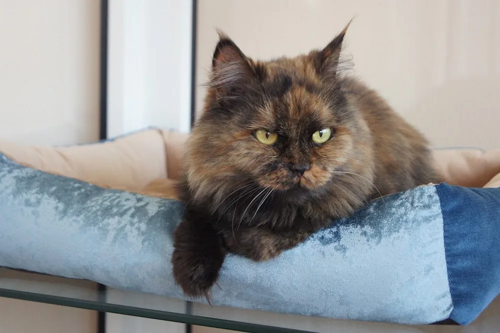 Catshotel - Sverdlovsk pet otel görseli 3