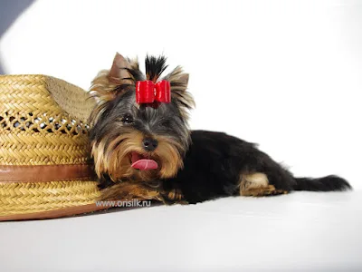ОриСилк, питомник мини собак, OriSilk Dog Kennel, Ори силк, Ori Silk, йорк, york. Порядок посещения питомника по телефону. - Sverdlovsk pet otel