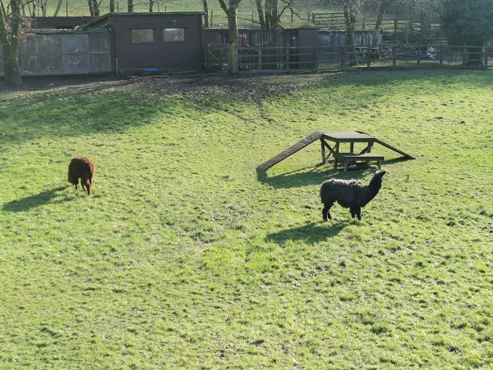 Abertawe Country Hotel for Cats - Swansea pet otel