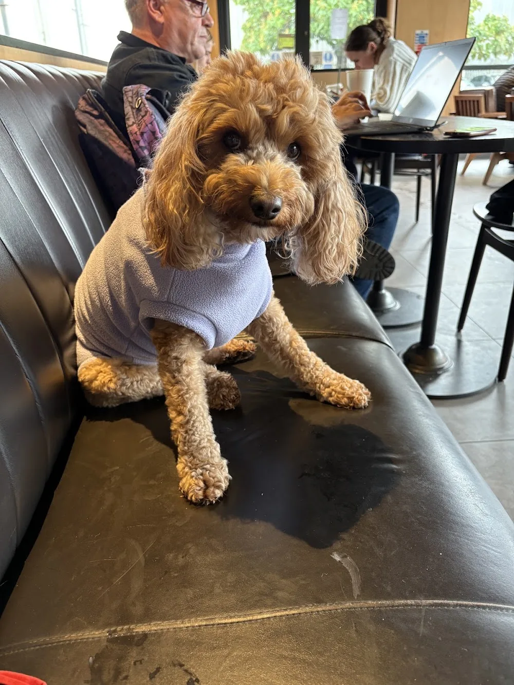 CWTCHES & CUDDLES HOME DOG BOARDING - Swansea pet otel