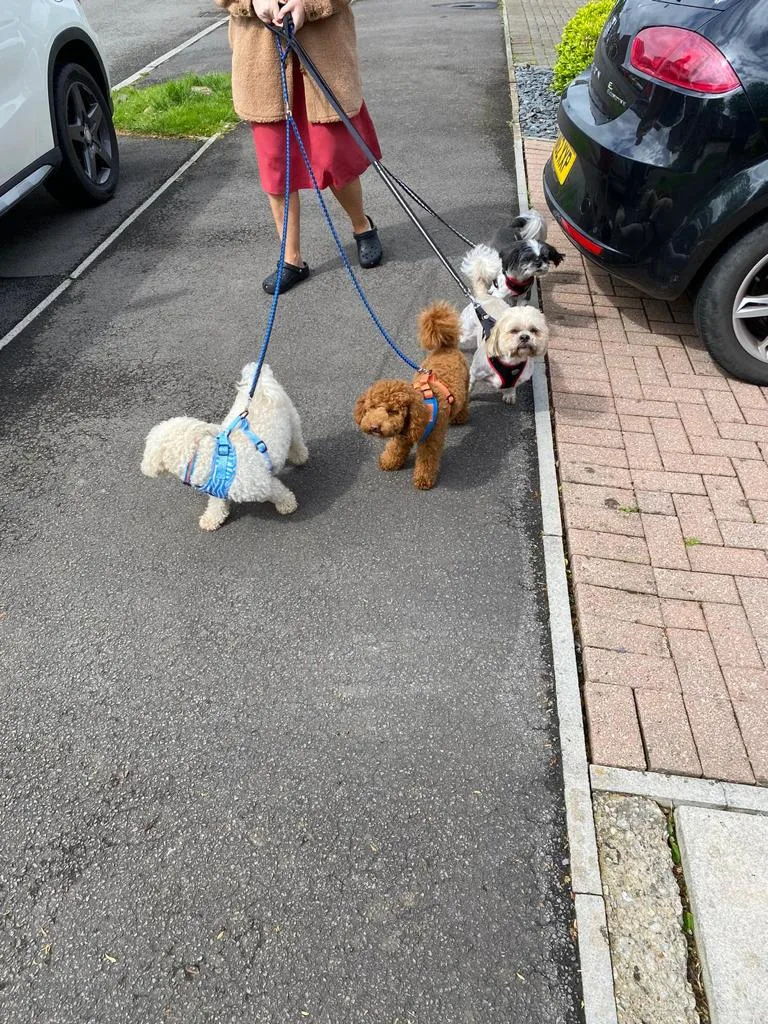 CWTCHES & CUDDLES HOME DOG BOARDING - Swansea pet otel görseli 3