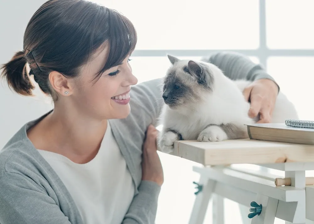 Gower Cattery - Swansea pet otel görseli 3