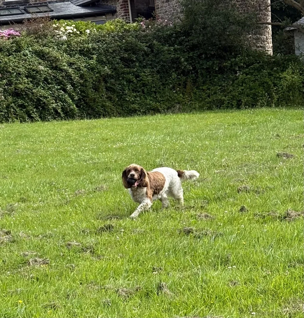 Gower Dog Retreat -Dog Home Boarding - Swansea pet otel