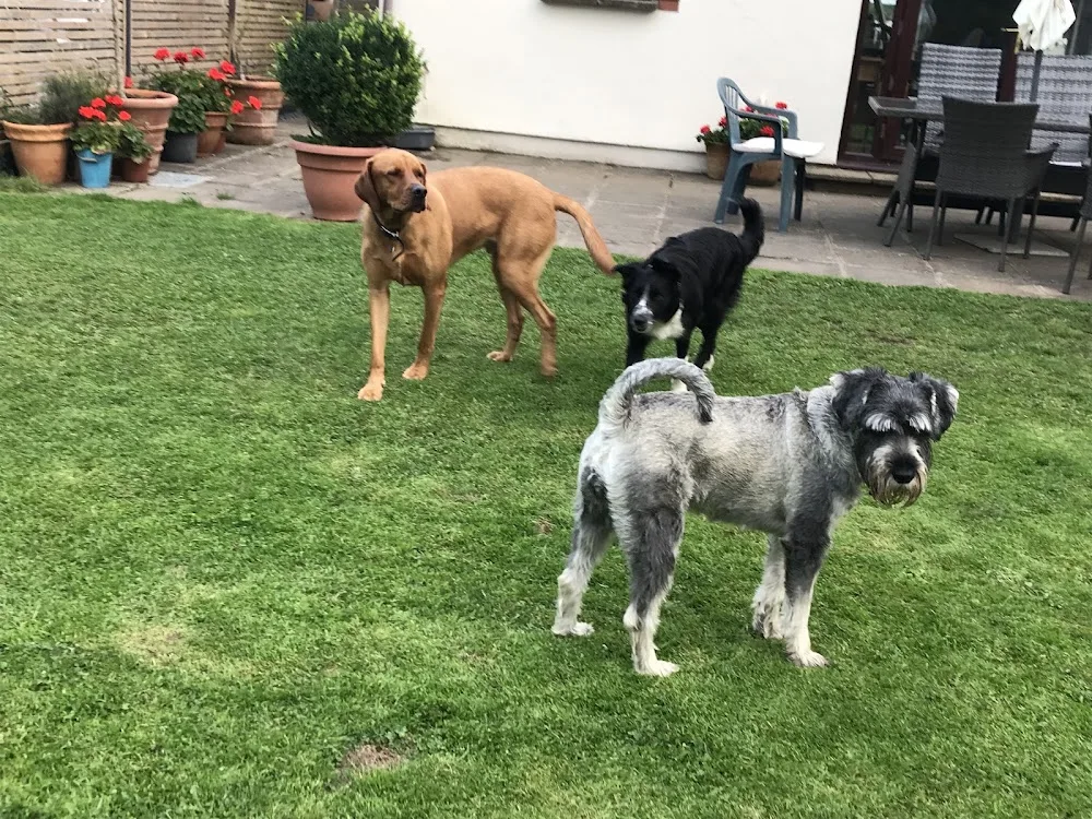 Gower Home Boarding - Swansea pet otel görseli 3