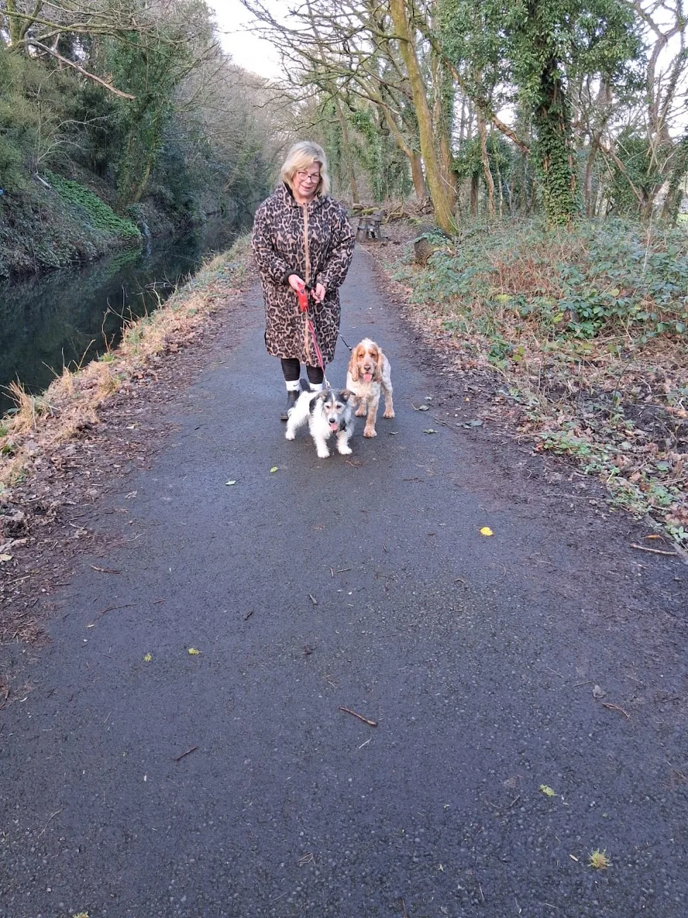Hillrise Doggy Daycare and Home Boarding - Swansea pet otel