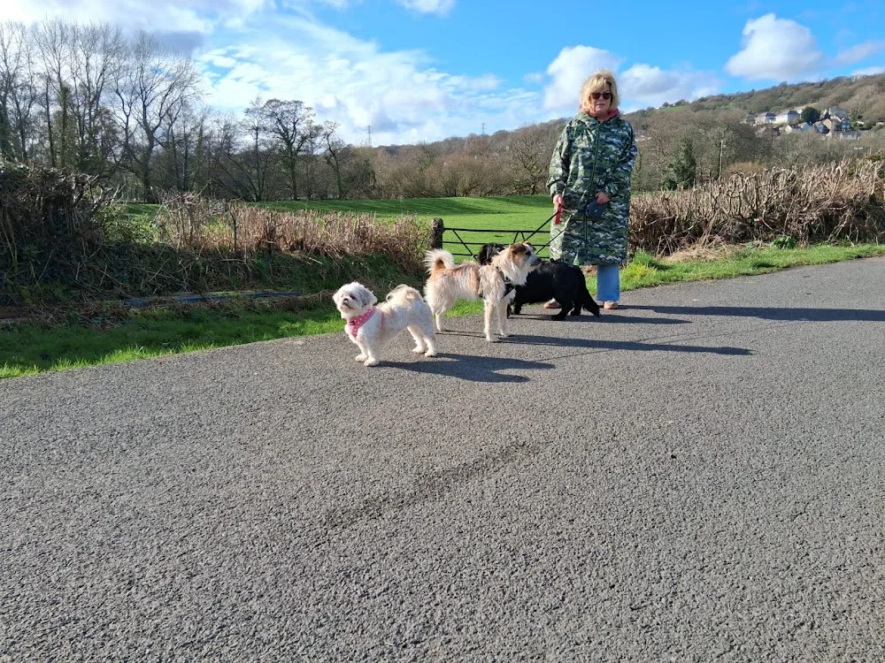 Hillrise Doggy Daycare and Home Boarding - Swansea pet otel görseli 3