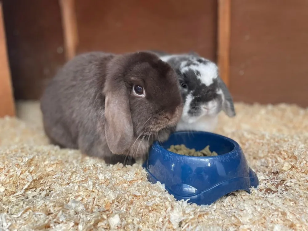 Hoppys Hotel Small Animal Boarding - Swansea pet otel