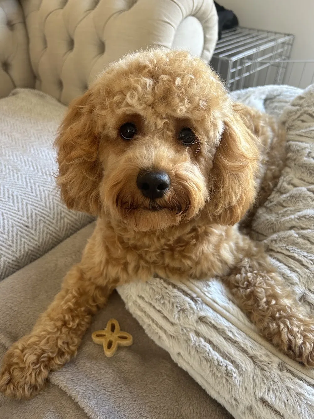 Mucky Paws Dog Services - Swansea pet otel