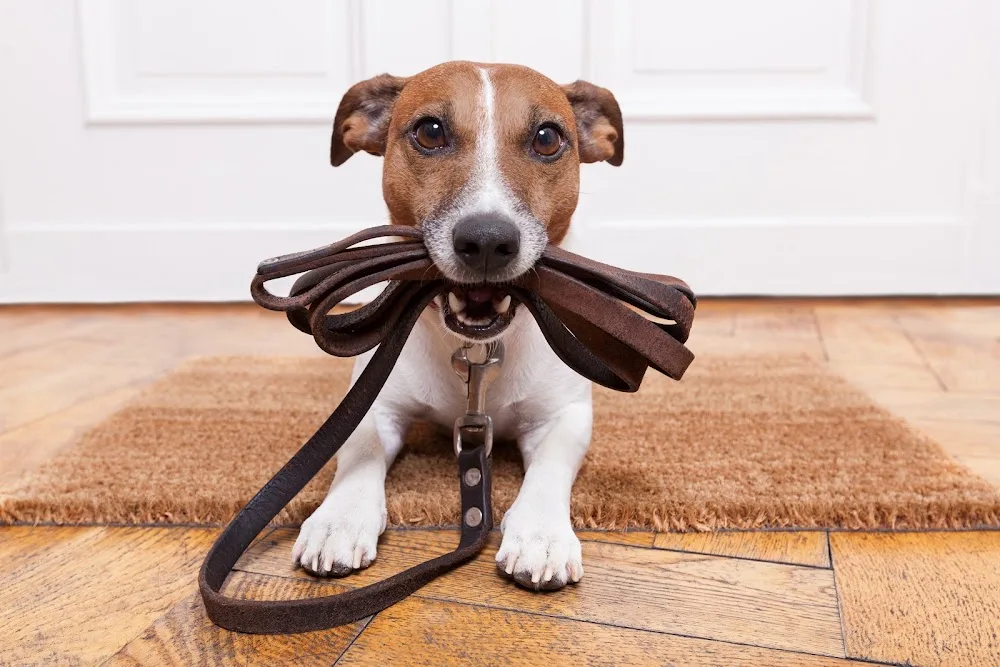 Mucky Paws Dog Services - Swansea pet otel görseli 3