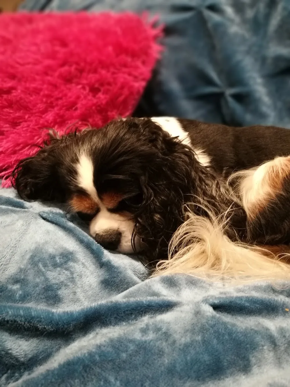 Precious Paws Cymru - Swansea pet otel