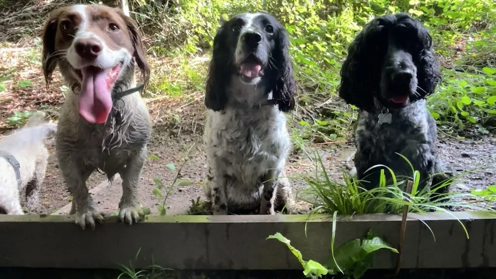 Tinas Tails and Trails Dog boarder - Swansea pet otel görseli 2