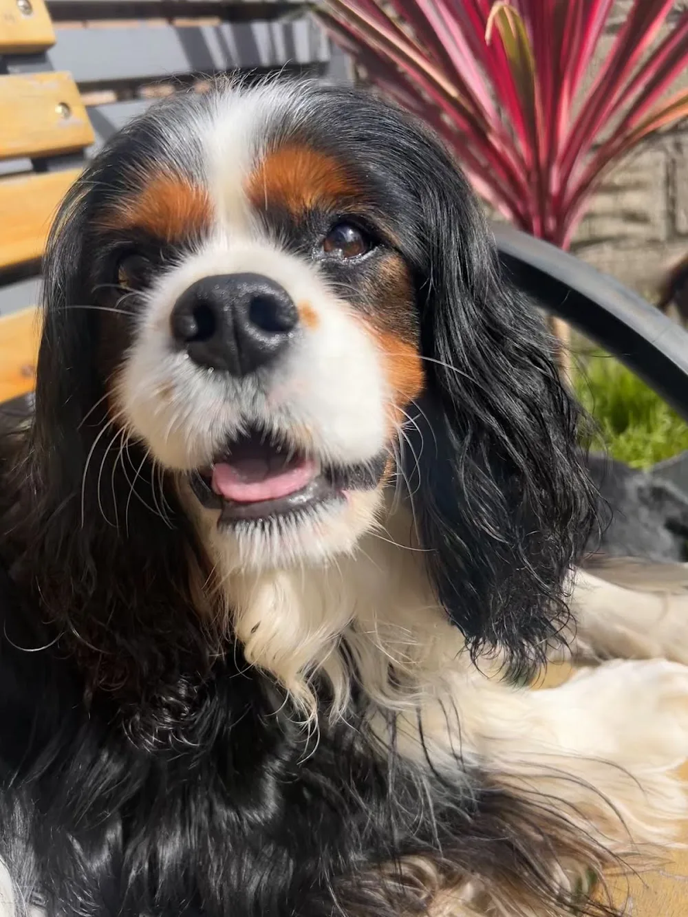 Tinas Tails and Trails Dog boarder - Swansea pet otel görseli 3