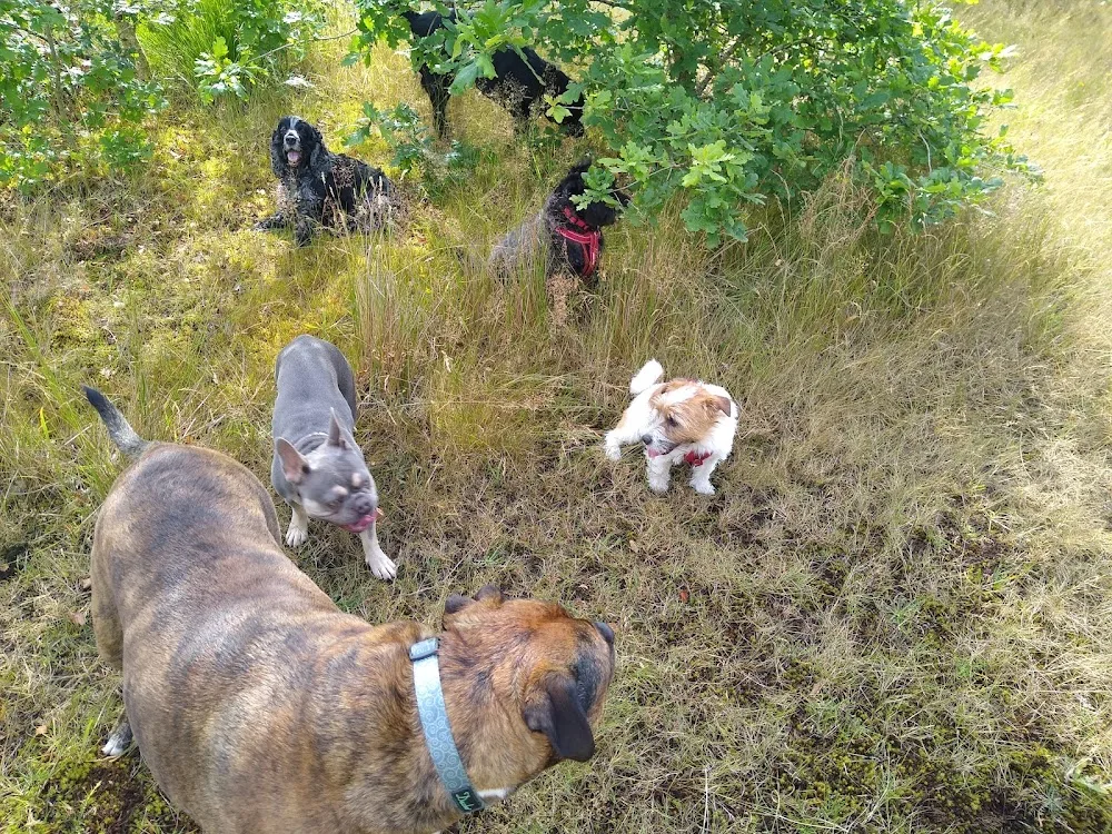 Welcome home dog daycare and boarding - Swansea pet otel görseli 2