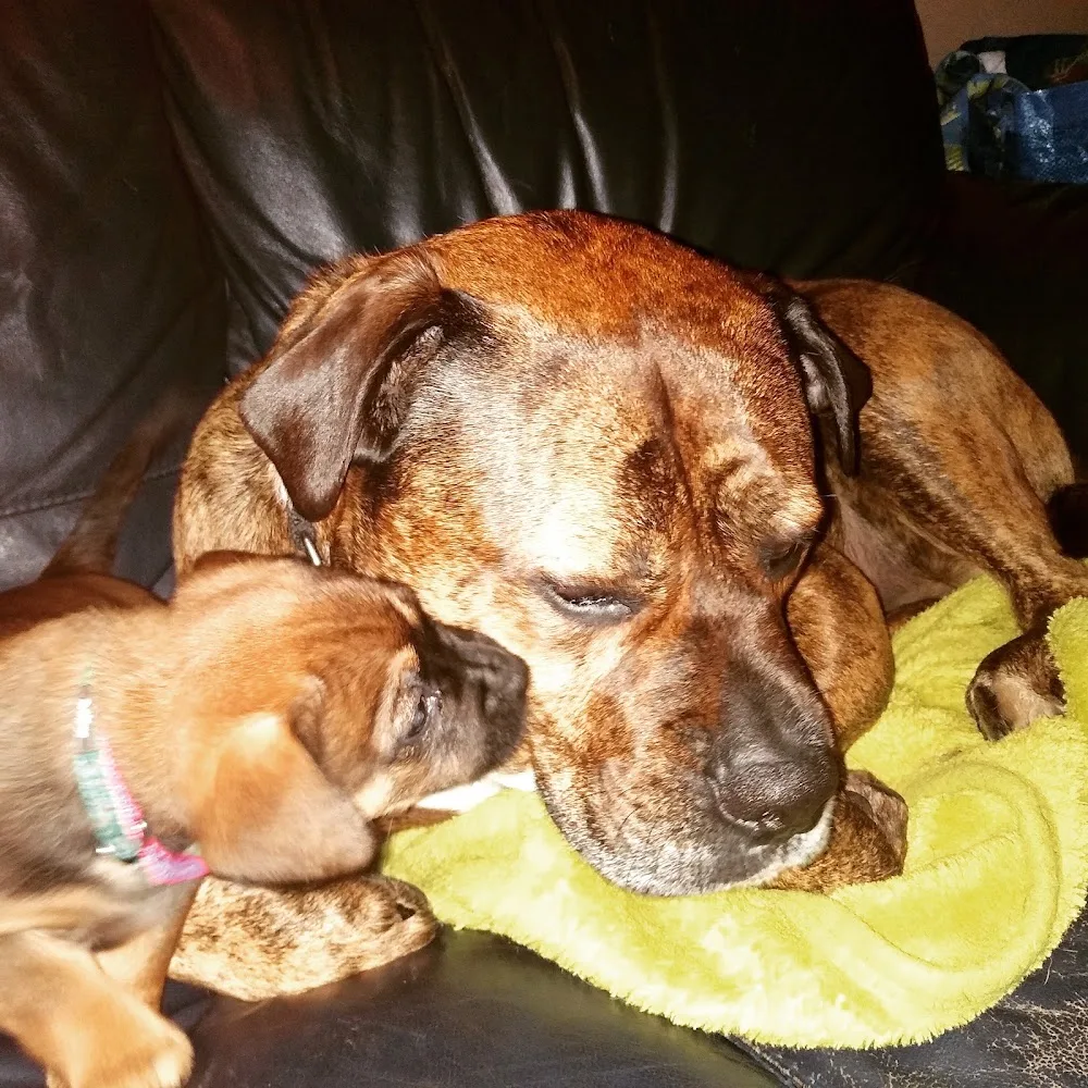 Welcome home dog daycare and boarding - Swansea pet otel görseli 3