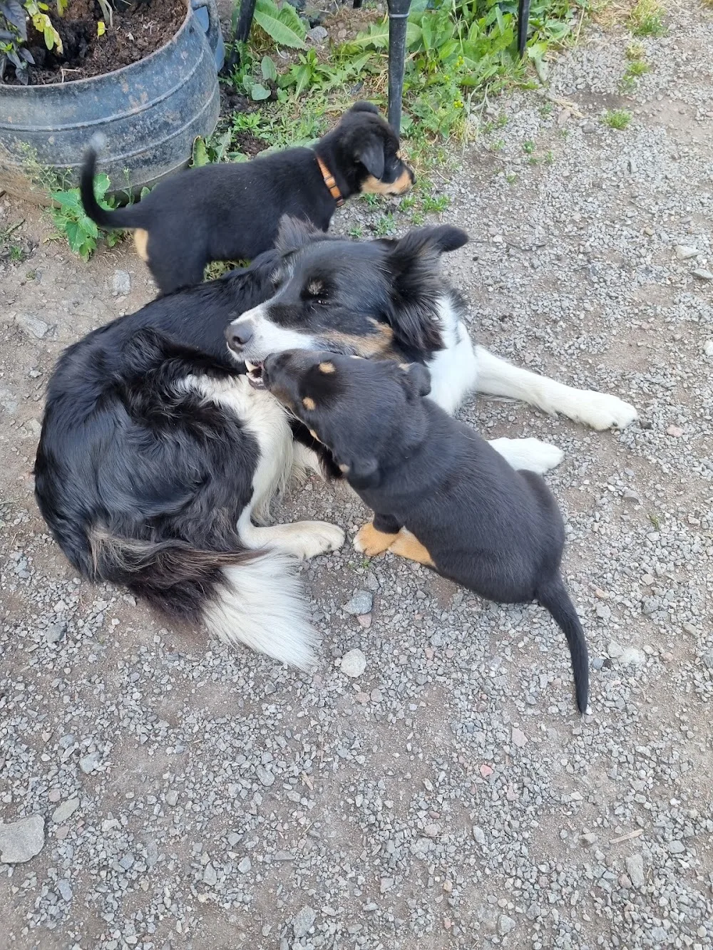 Evallens Kennel - Sweden pet otel