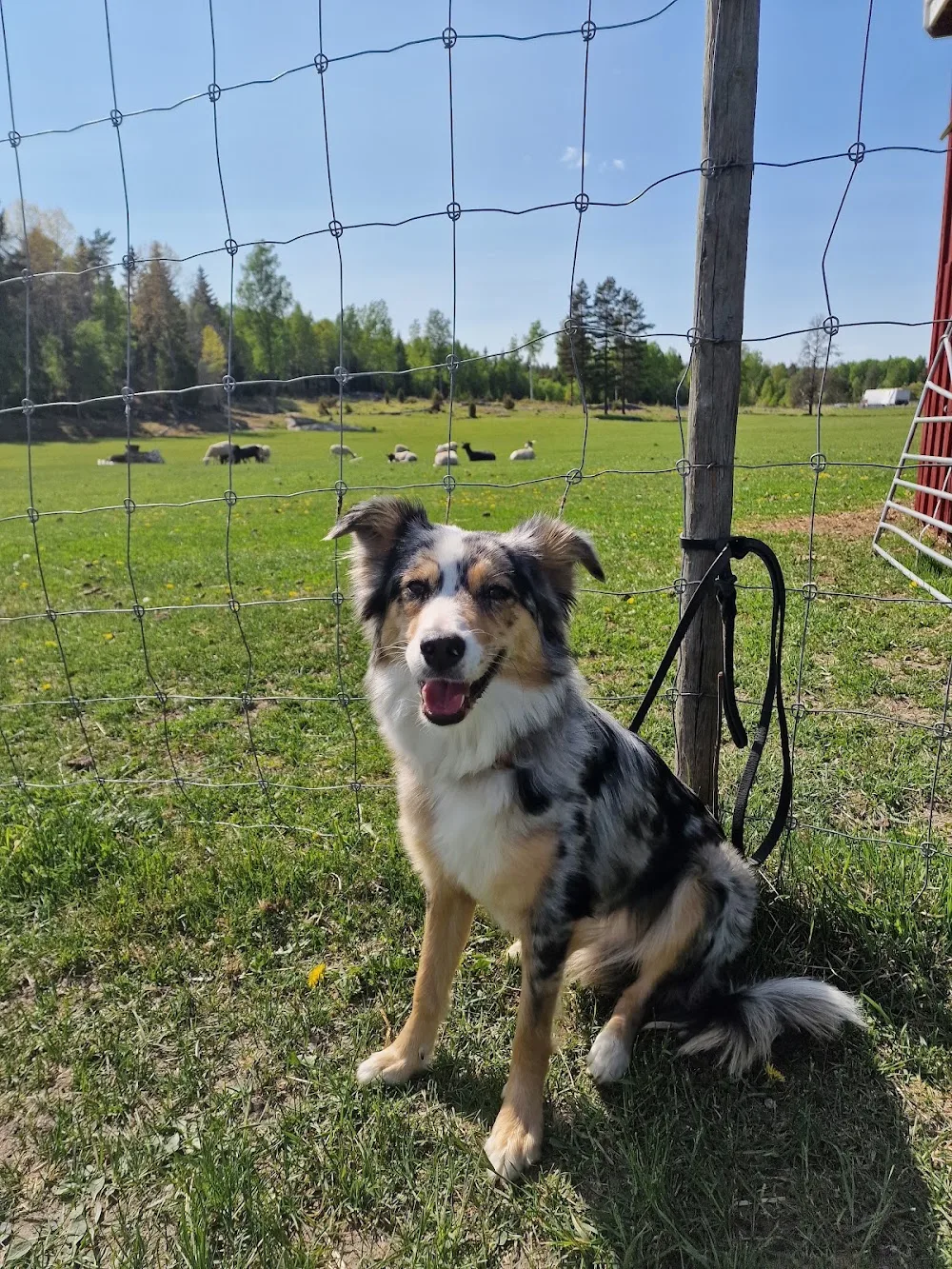 Evallens Kennel - Sweden pet otel görseli 3