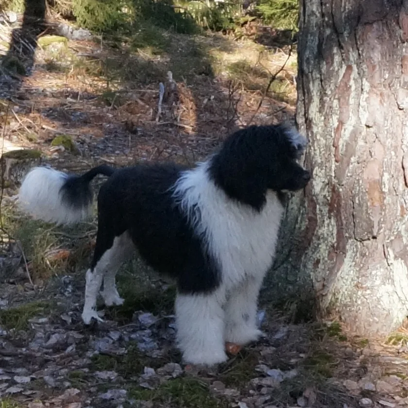 Jaktlyans Kennel - Sweden pet otel
