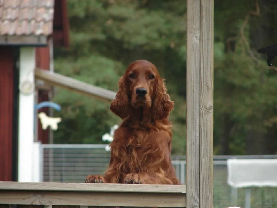 Kennel Dewmist - Sweden pet otel görseli 2