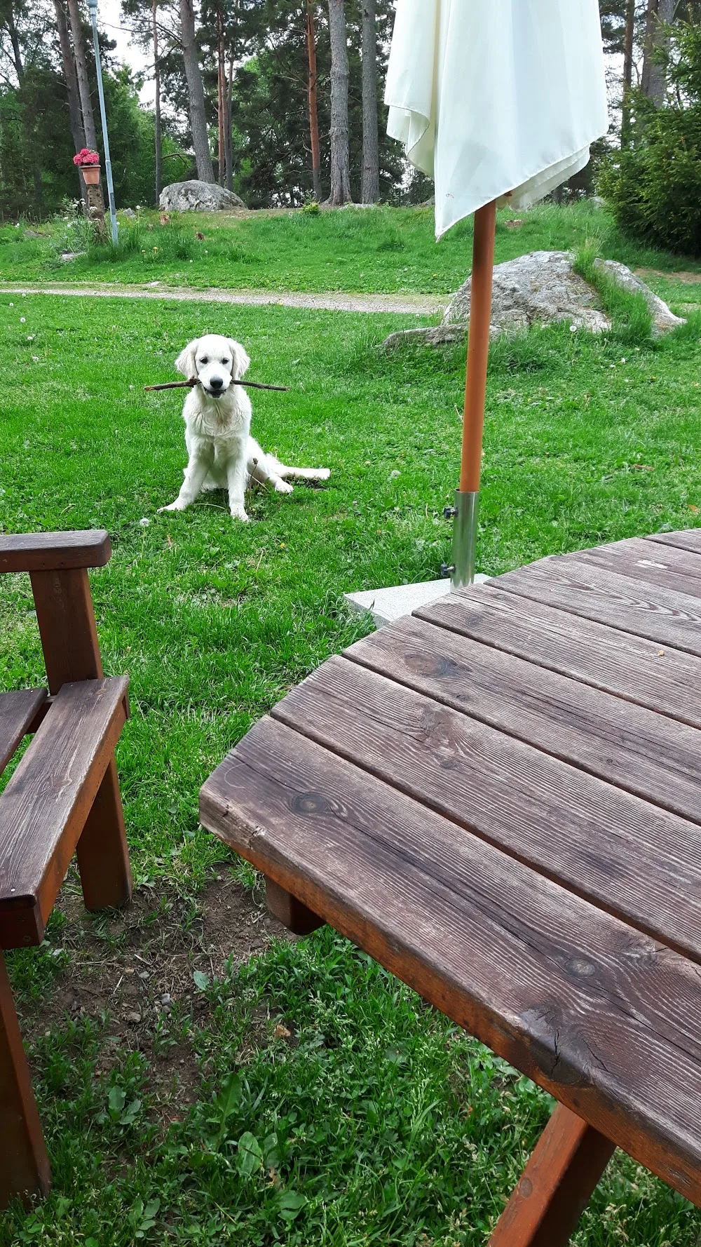 Kennel Dewmist - Sweden pet otel görseli 3