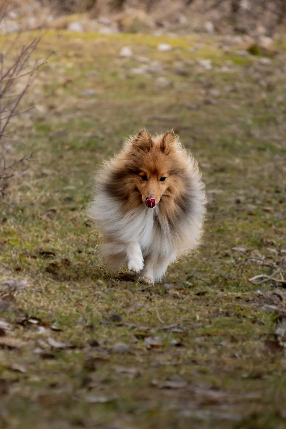 Kennel Hazelhouse - Sweden pet otel görseli 3